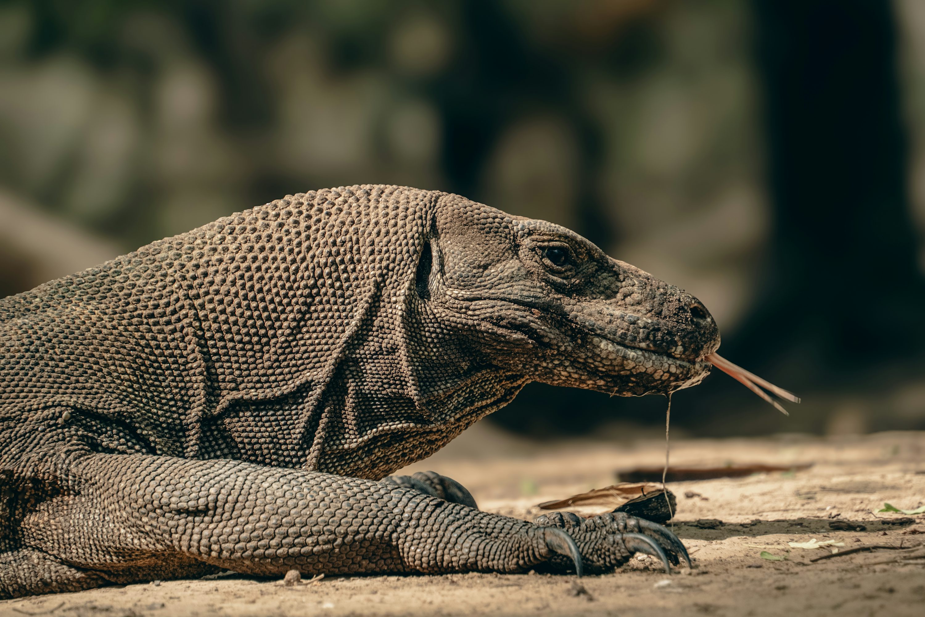 komodo dragon